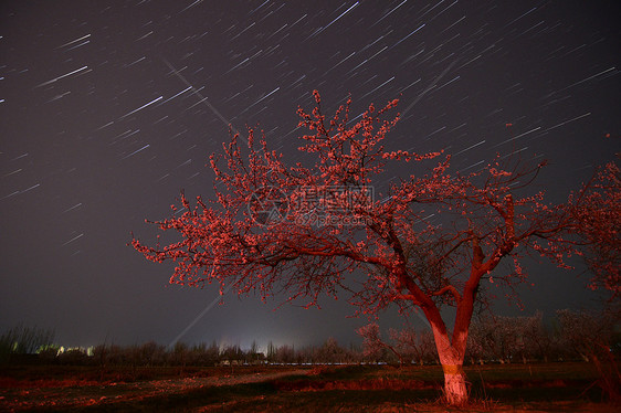 杏花和星空图片