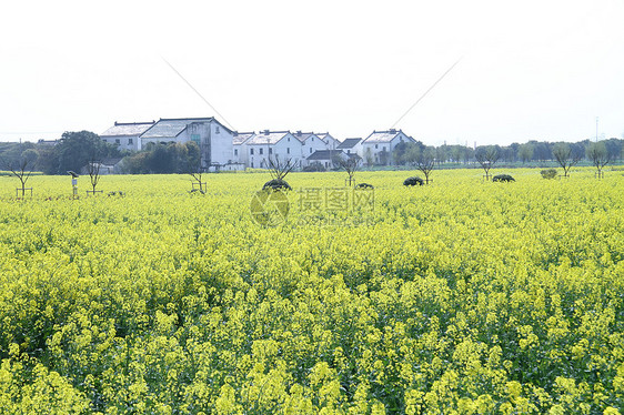 同里油菜花图片