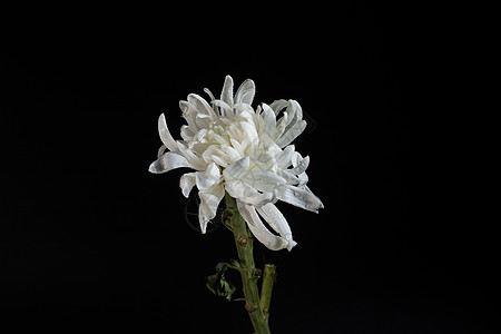 黑底白菊花特写背景图片