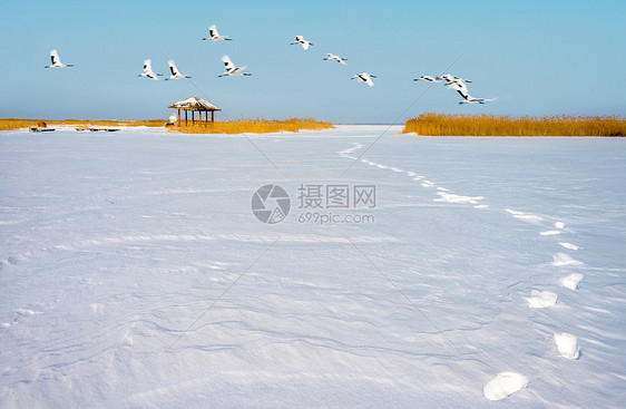 雪地上的丹顶鹤图片