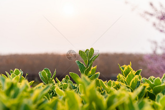 春天植物素材图片