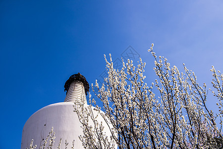 北京北海白塔樱花图片