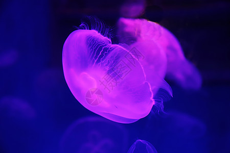 深海生物照片 深海生物背景 深海生物摄影图片下载 摄图网