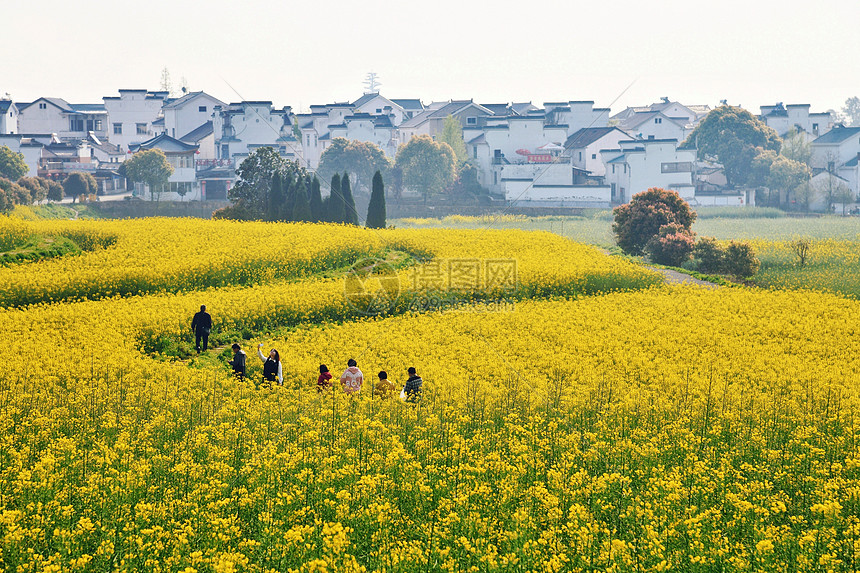 高淳乡村赏油菜花图片