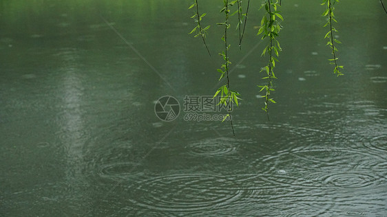 春雨杨柳漫挂图图片