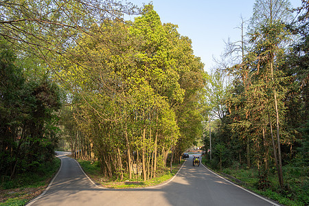 森林公园的分岔路背景图片