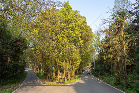 森林公园的分岔路图片