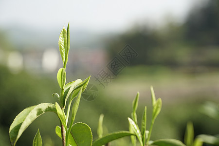 青嫩茶叶图片