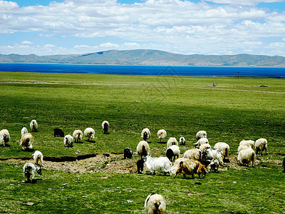 西藏草原羊群图片