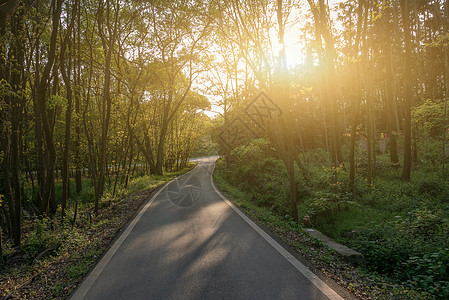 森林小道傍晚的阳光撒过户外森林小路背景