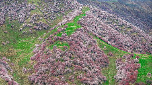 新疆伊犁吐尔根杏花谷背景