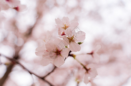 春天粉色樱花特写图片