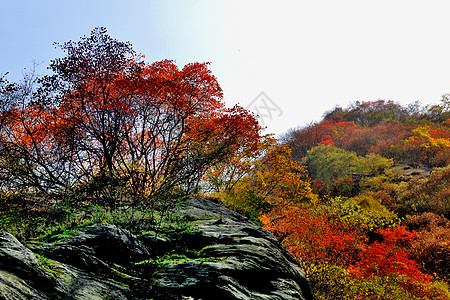 鄠邑区金龙峡秋景风光背景