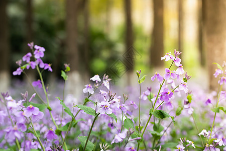 二月兰花朵兰邦高清图片