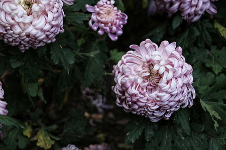 菊花展背景图片