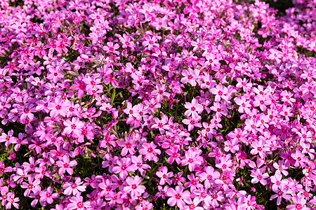 花海背景素材图片 花海背景素材素材 花海背景素材高清图片 摄图网图片下载