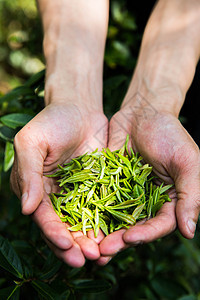 茶农手捧一把茶叶图片