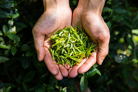 手捧植物茶农手捧一把茶叶背景