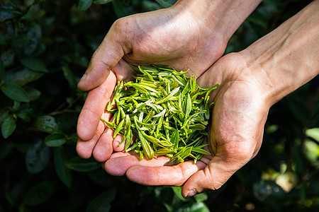 惊讶芽芽表情茶农手捧一把茶叶背景