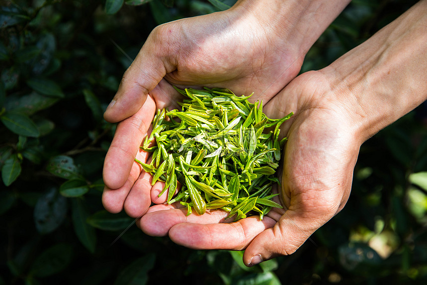 茶农手捧一把茶叶图片