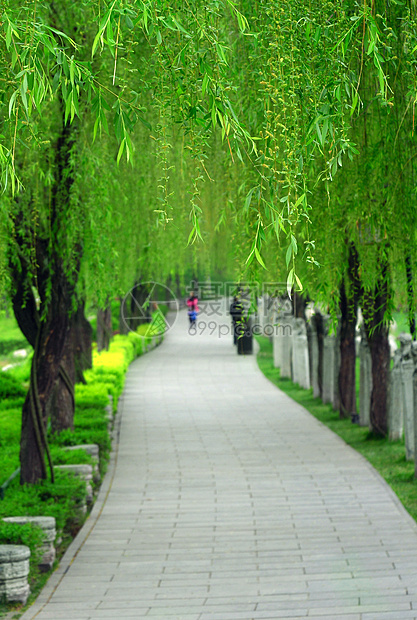 春意盎然的道路图片