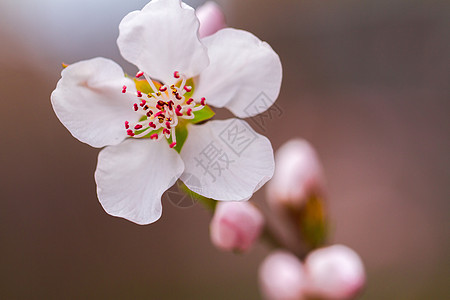 红叶李的花图片 红叶李的花素材 红叶李的花高清图片 摄图网图片下载