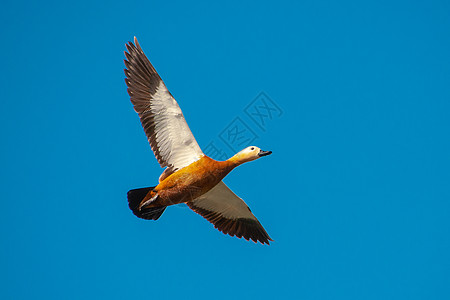 飞行的赤麻鸭高清图片