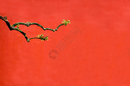 树枝红色背景图片
