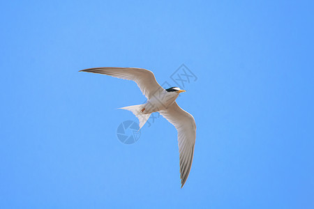 白额燕鸥图片