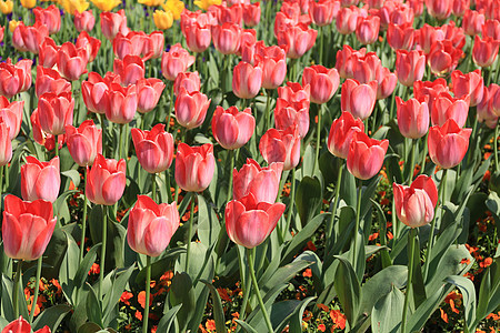 郁金香花蕊特写图片 郁金香花蕊特写素材 摄图网商用图片素材大全