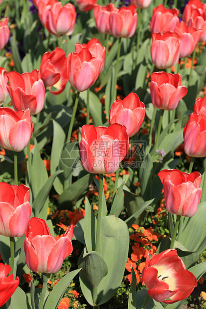 郁金香花海图片