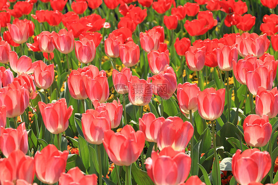 郁金香花海图片