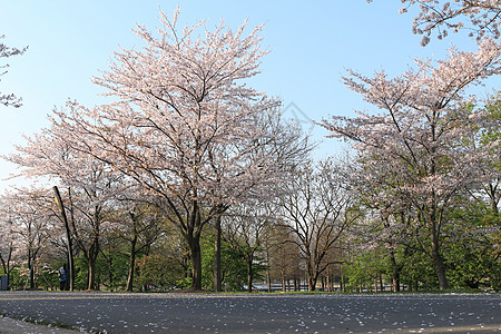 樱花树林图片