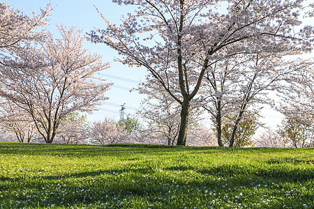 樱花树素材樱花树林背景