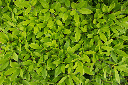 绿色植物的背景素材图片