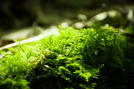 青苔苔藓表面生长高清图片