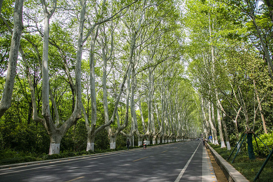 南京紫金山的梧桐树大道图片