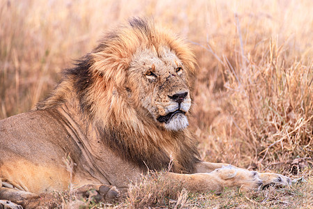 非洲雄狮非洲狮子高清图片