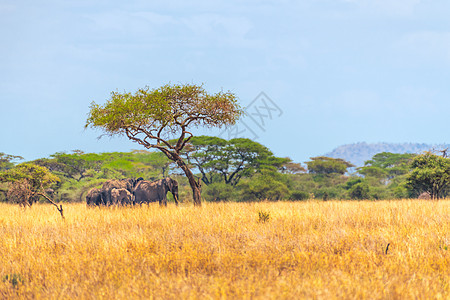 非洲稀树草原下的象群背景图片
