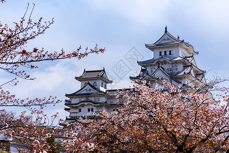 日本旅游风景日本姬路城樱花背景