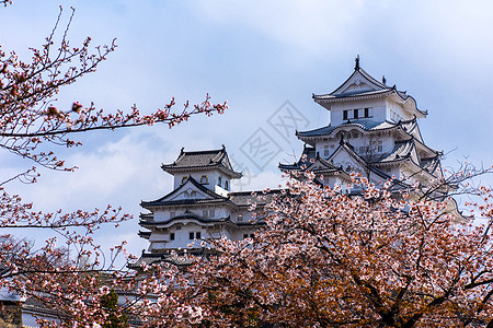 樱花路日本姬路城樱花背景