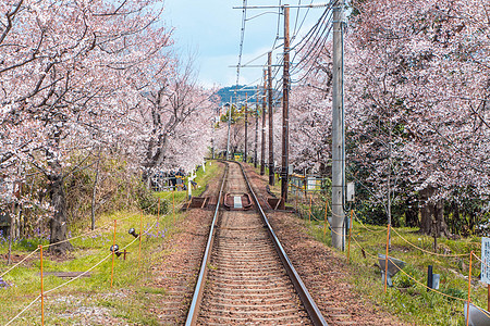 樱花手绘日本京都岚电樱花隧道背景