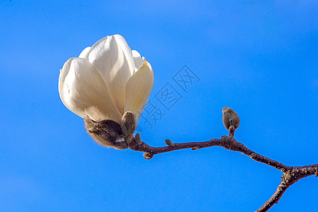 玉兰花昙花白玉兰高清图片