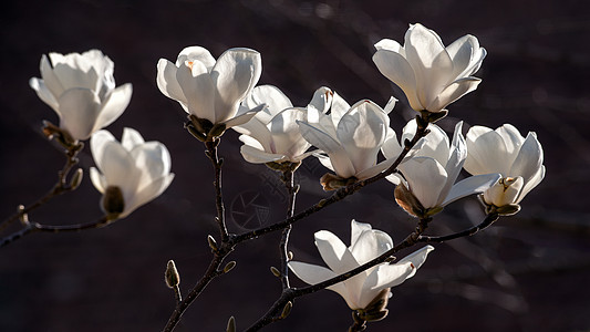 玉兰花背景图片