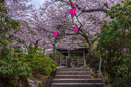 严岛神社日本广岛宮岛神社樱花背景