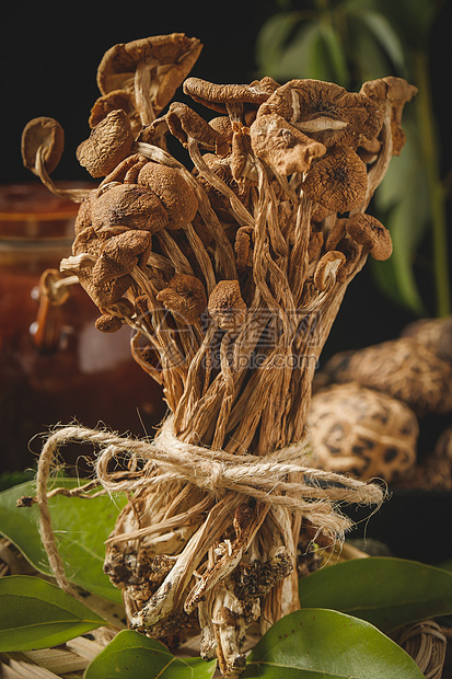 野生茶树菇图片