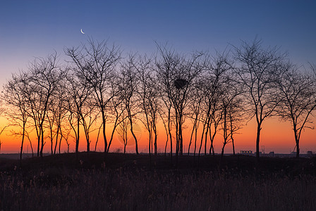 晨曦中的树背景图片