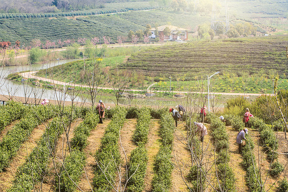 茶叶种植园图片