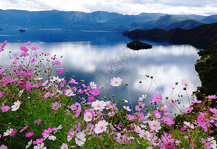 云南泸沽湖格桑花波斯菊图片