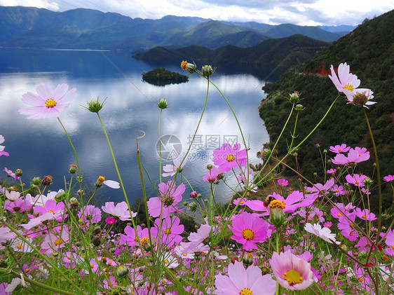 云南泸沽湖格桑花波斯菊图片